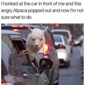 Meet your Posher, Jodi